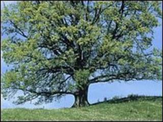 فضای سبز
