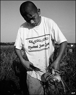 Niño trabajando en una granja de Texas