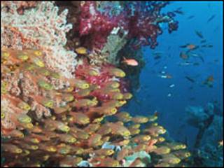 Arrecife de coral