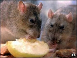 Ratas