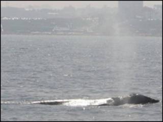 Ballena gris