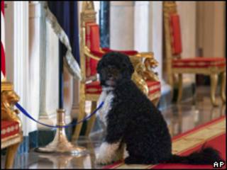 Bo, perro de Obama