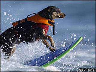 Perro en una playa del sur de California.