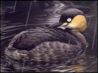 Alaotra grebe