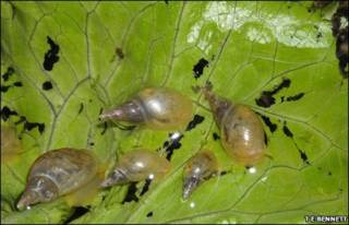 Caracoles