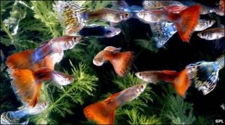 Peces guppy
