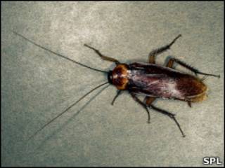 Cucaracha