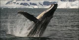 Ballena jorobada