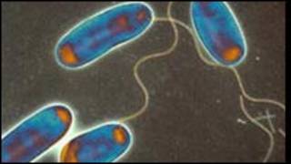 Bakteri legionella