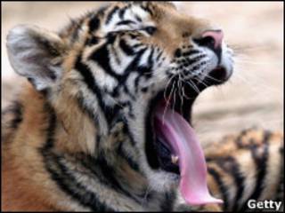 Tigre