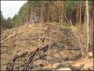 deforestation