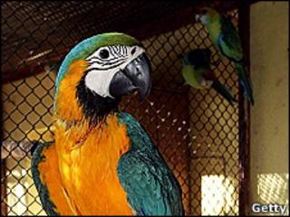 Cacatúa