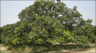 दशहरी आम का पेड़