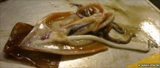 Calamar macho con pene erecto (A. Arkhipkin)