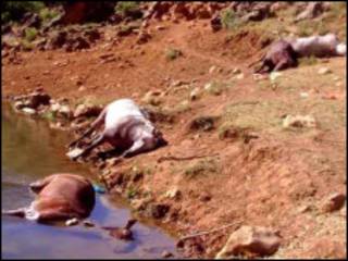 حیوانات کشته شده
