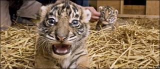 Cachorros de tigres de Sumatra
