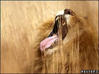 León en una reserva natural en Pretoria