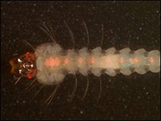 Larva de mosquito