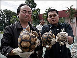 Agentes muestran las tortugas incautadas
