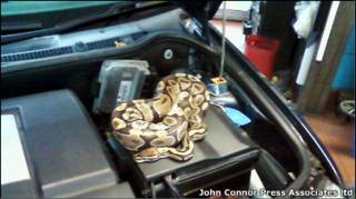 Cobra foi encontrada no motor do carro