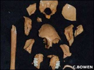 Fósiles del Antillothrix bernensis