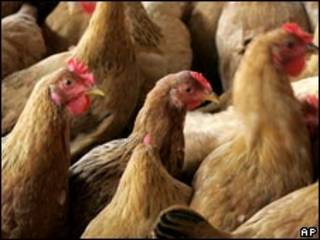 Ayam