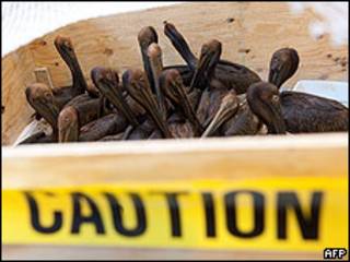 Pájaros contaminados