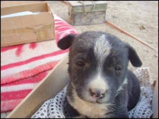 O filhote Reorg pouco após o resgate (foto: Nowzad Dogs)
