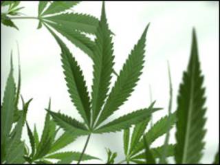 Planta de marihuana.