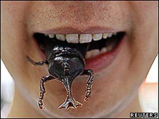 Boca con insecto