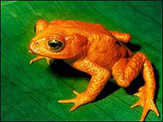 Sapo dourado