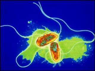 ecoli