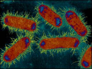 Bactéria E.Coli