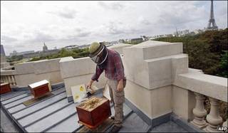 abejas en Paris