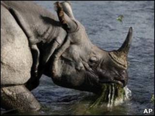 Rinoceronte de um chifre fotografado em parque no Nepal Foto: AP