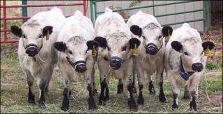 Vacas en miniatura