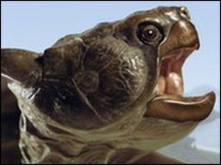 Tortuga