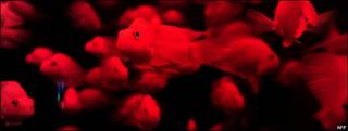 Peces