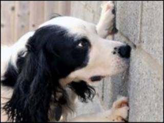 猎犬麦柯斯