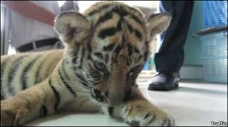 Filhote de tigre encontrado no aeroporto de Bangcoc
