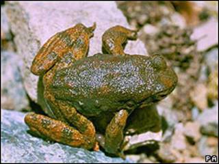 Rana