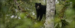 Oso andino