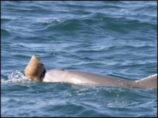 Delfines