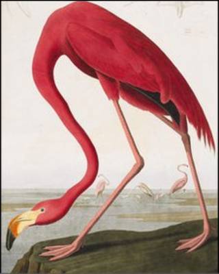 《美国鸟类》(Birds of America)