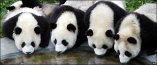 Osos panda