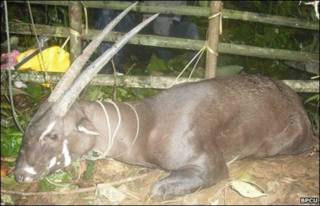 Saola