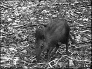 Sengi (foto cortesía ZSL)