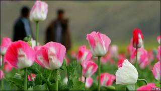 شکوفه های شقایق وحشی (مزرعه خشخاش)