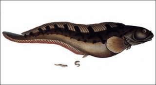 Ilustración del zoárcido europeo (Zoarces viviparus)