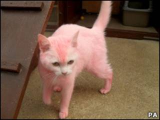 粉红猫